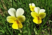 10 Viola del pensiero (Viola tricolor)